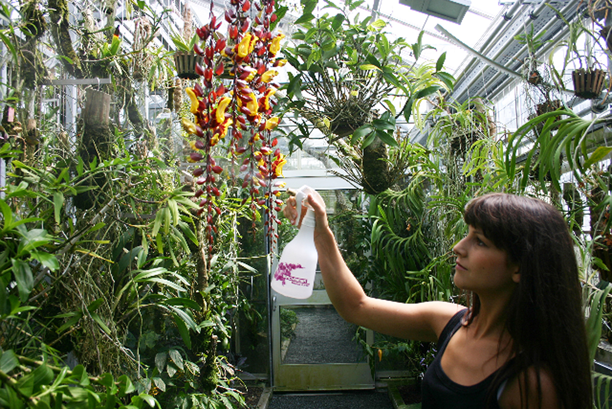Orchideen Handsprüher Melua 360° von Birchmeier, Standort, Pflege Orchideen